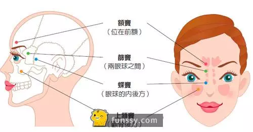 15個會在未來慢慢消失的人類器官 #10 第三眼瞼?