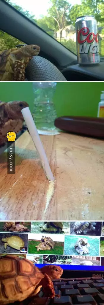 #20個感情不會無聊的超白癡腦公們 #6, 趁老婆出席宴會,我來個貓咪約會