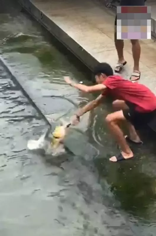 獅城少年新娛樂 魚尾獅下釣大魚