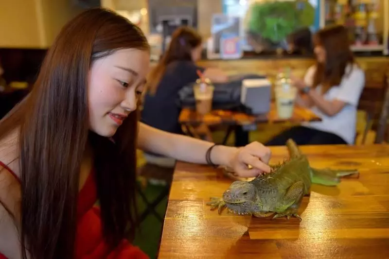 爬蟲類咖啡館 蛇和變色龍作伴喝下午茶