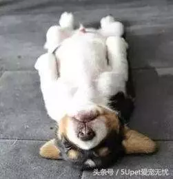 狗狗做這五個動作,是有事告訴你