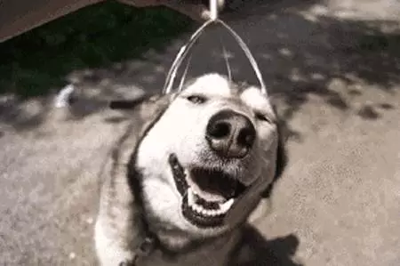 測試一下,看看你的狗子是不是真的在意你