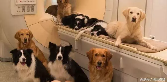 測試一下,看看你的狗子是不是真的在意你