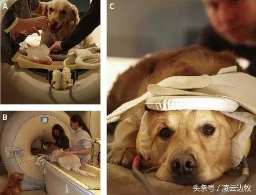 測試一下,看看你的狗子是不是真的在意你