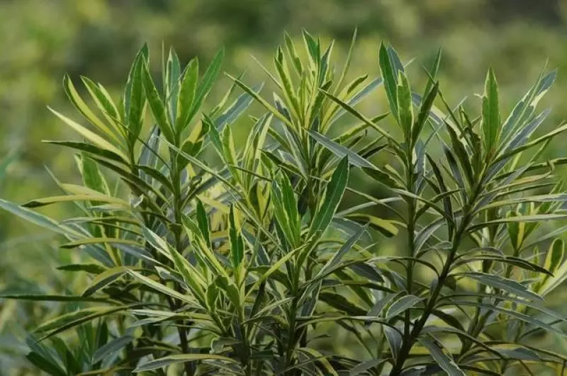 只需一顆馬鈴薯,就把家裡的蟑螂全部消失,不信你可以試看看