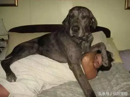 你知道狗狗為什麼喜歡睡在你身邊嗎?