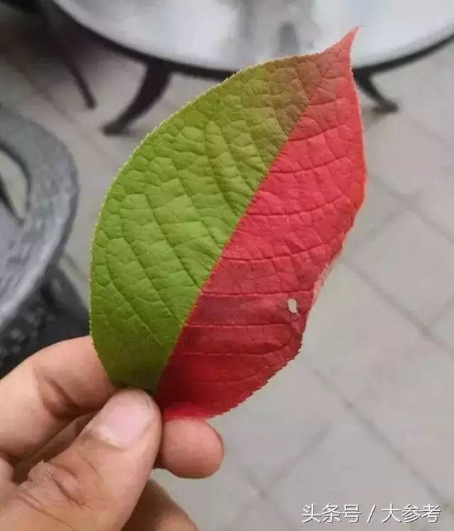 這28張圖絕非超現實,都是在真實世界中存在的