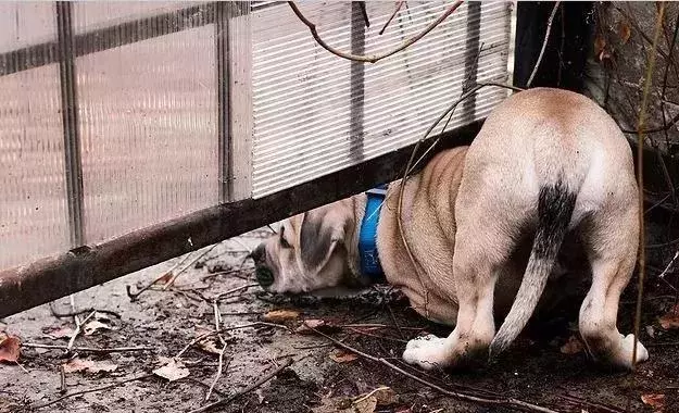 教會你的幼犬學會自我學習