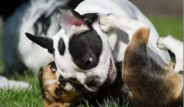 教會你的幼犬學會自我學習