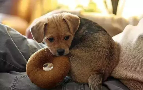 教會你的幼犬學會自我學習