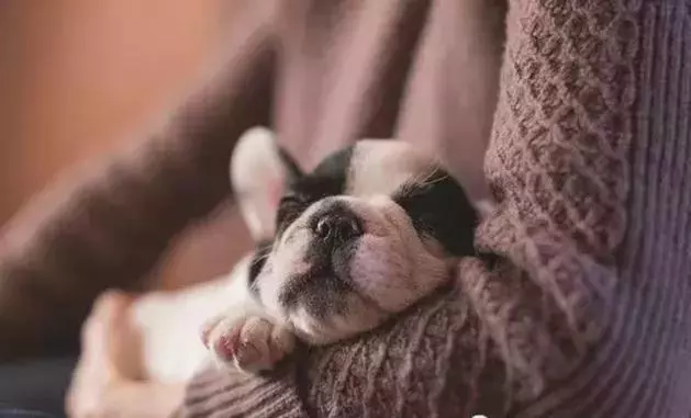 教會你的幼犬學會自我學習