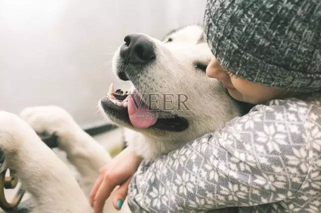 狗飲食禁忌:36種食物不利於狗的健康