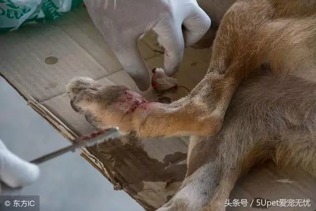 寵物死亡原因大剖析各位鏟屎官們,請看仔細了