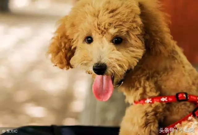 想讓貴賓犬聽話?不得不知的5個訓練方法
