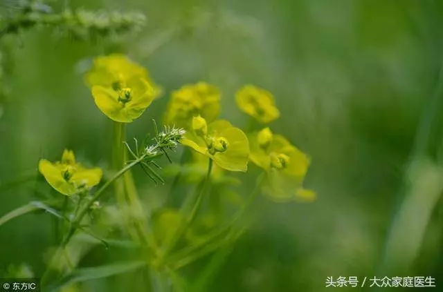 十腿九痛?蜂蜜+玉竹,膝蓋不疼了,就連關節積液都趕走了!