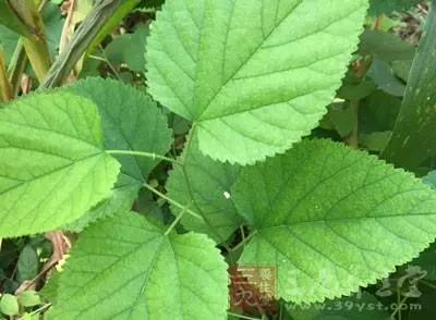 堅持食用可改變頭髪稀疏的問題,容易讓白髪變黑髪