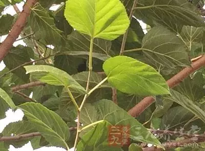堅持食用可改變頭髪稀疏的問題,容易讓白髪變黑髪