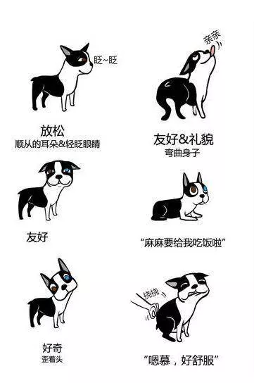 狗狗是如何表達喜怒哀樂的?