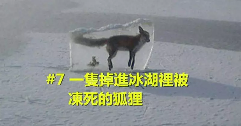 18張證明「大自然其實比魔鬼還要驚悚」的大自然驚奇照(驚悚慎入)