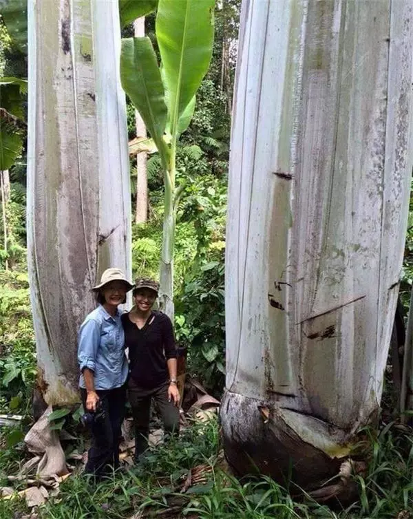 罕見的香蕉品種!香蕉樹居然長出一串串巨無霸香蕉,一根重達2公斤,全家人都怕吃不完!