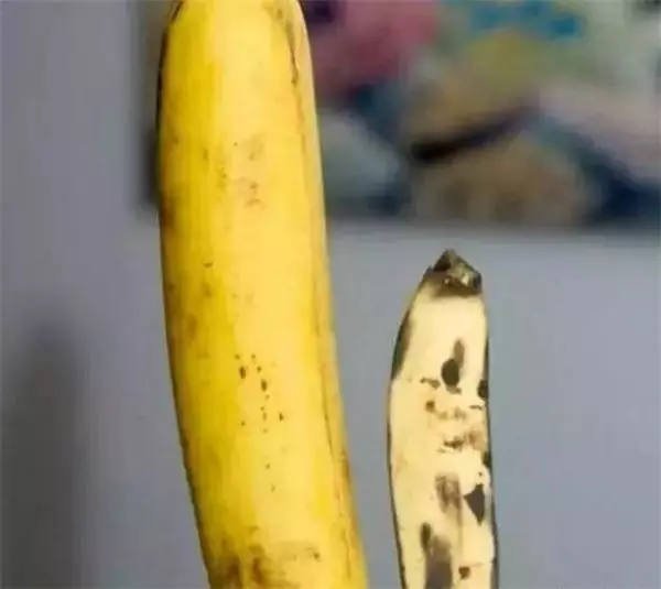 罕見的香蕉品種!香蕉樹居然長出一串串巨無霸香蕉,一根重達2公斤,全家人都怕吃不完!
