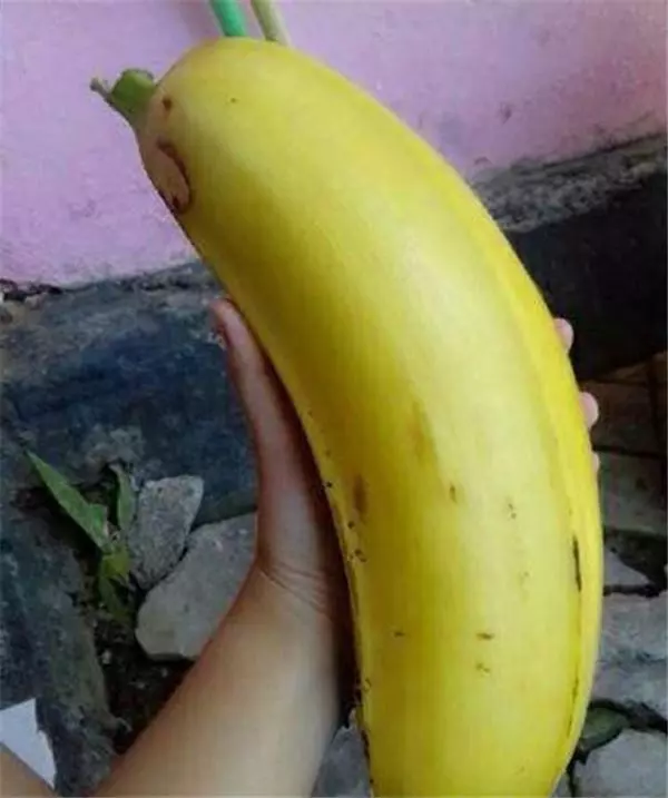 罕見的香蕉品種!香蕉樹居然長出一串串巨無霸香蕉,一根重達2公斤,全家人都怕吃不完!
