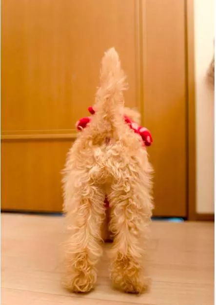 貴賓犬的6個行為,正在跟你說「我愛你」