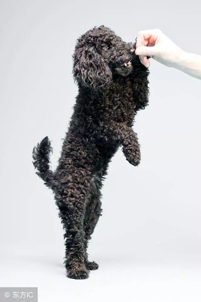 貴賓犬的6個行為,正在跟你說「我愛你」