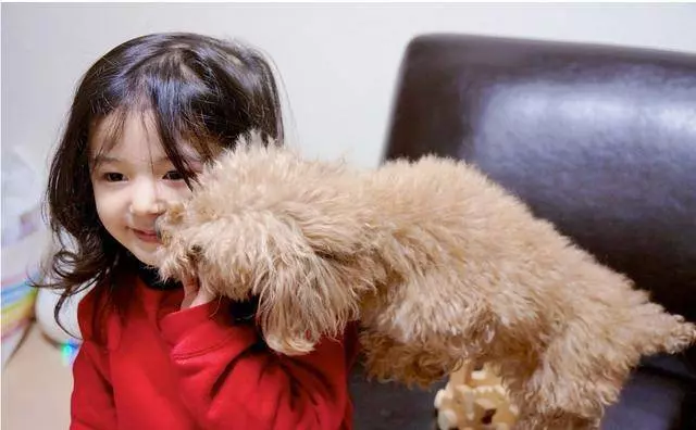 貴賓犬的6個行為,正在跟你說「我愛你」