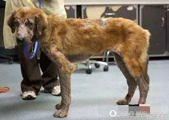 為什麼狗狗在死之前會躲起來死掉?