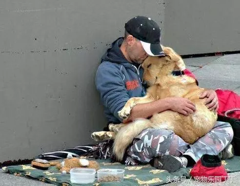 為什麼狗狗在死之前會躲起來死掉?