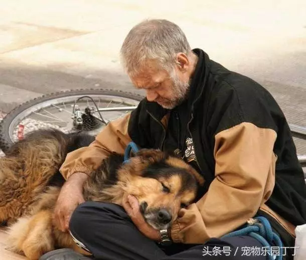 為什麼狗狗在死之前會躲起來死掉?