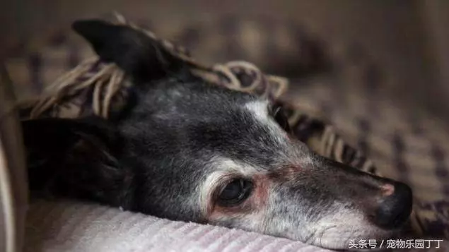 為什麼狗狗在死之前會躲起來死掉?