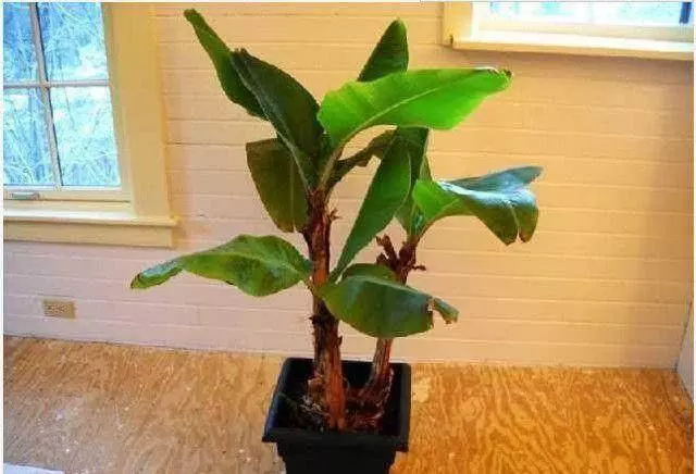 壞了的香蕉別扔,只需5分鐘,種出一盆香蕉樹盆栽,3周長出小苗