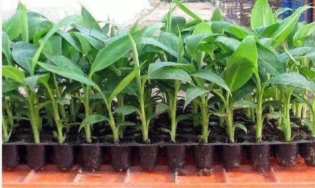 壞了的香蕉別扔,只需5分鐘,種出一盆香蕉樹盆栽,3周長出小苗