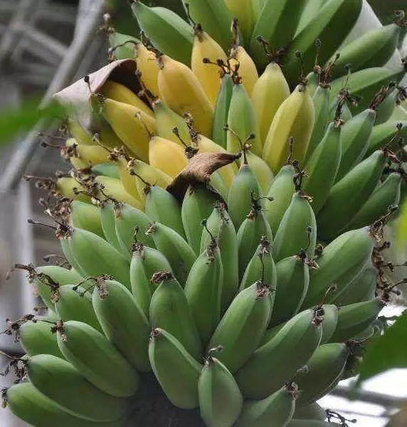 壞了的香蕉別扔,只需5分鐘,種出一盆香蕉樹盆栽,3周長出小苗