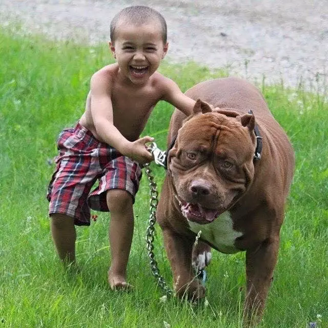 世界上最大的比特犬,80KG巨漢有顆溫柔心,最愛和小主人玩