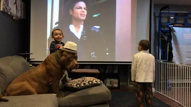 世界上最大的比特犬,80KG巨漢有顆溫柔心,最愛和小主人玩