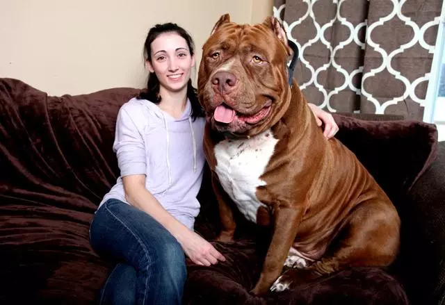 世界上最大的比特犬,80KG巨漢有顆溫柔心,最愛和小主人玩