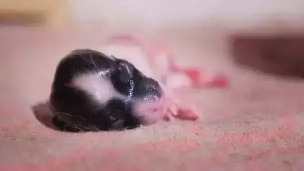 導盲犬的誕生!從小奶狗進化為「人類的眼睛」