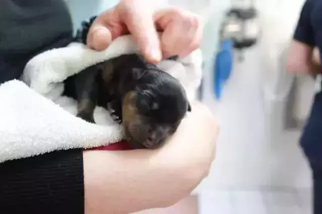 導盲犬的誕生!從小奶狗進化為「人類的眼睛」