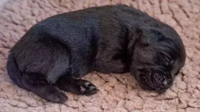 導盲犬的誕生!從小奶狗進化為「人類的眼睛」
