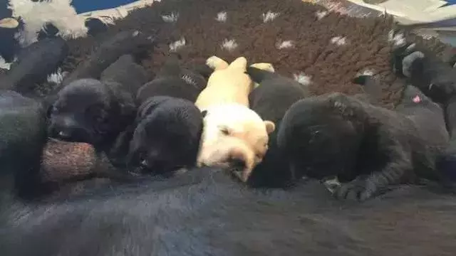 導盲犬的誕生!從小奶狗進化為「人類的眼睛」