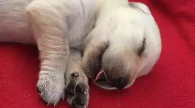 導盲犬的誕生!從小奶狗進化為「人類的眼睛」