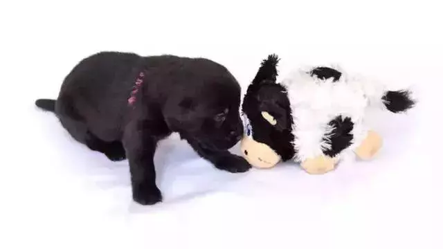 導盲犬的誕生!從小奶狗進化為「人類的眼睛」