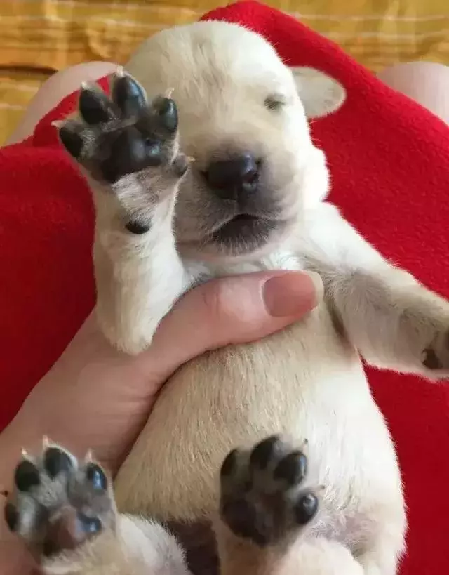 導盲犬的誕生!從小奶狗進化為「人類的眼睛」