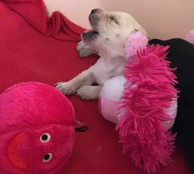 導盲犬的誕生!從小奶狗進化為「人類的眼睛」