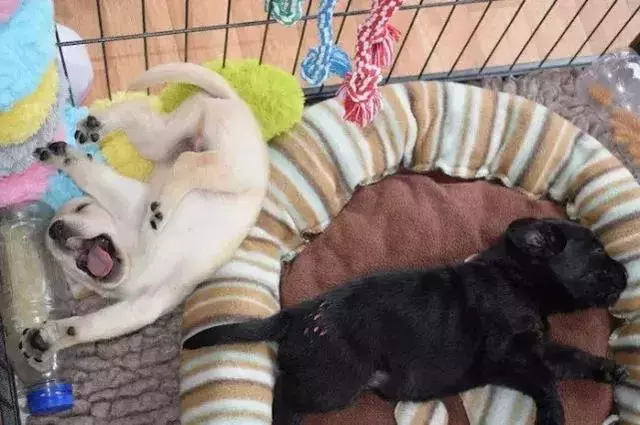導盲犬的誕生!從小奶狗進化為「人類的眼睛」