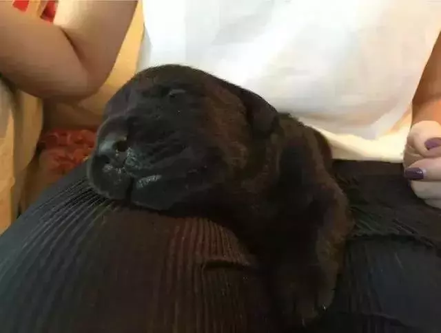 導盲犬的誕生!從小奶狗進化為「人類的眼睛」