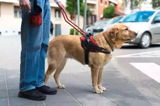 導盲犬的誕生!從小奶狗進化為「人類的眼睛」